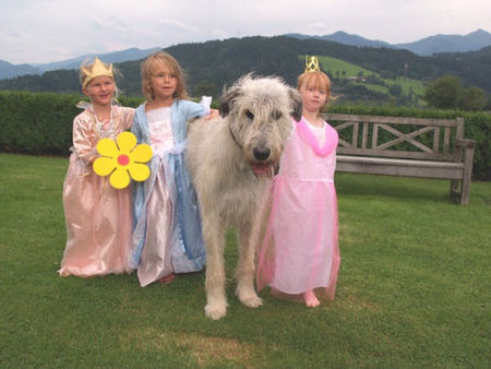 Irish Wolfhound Yggdrasil mit den Burgfräuleins!