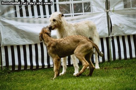 Irish Wolfhound Bussi -Bussi