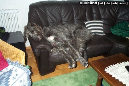 Irish Wolfhound Irische Wolfshunden können auch so ausssehen!!