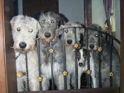 Irish Wolfhound Wir warten auf etwas Leckeres