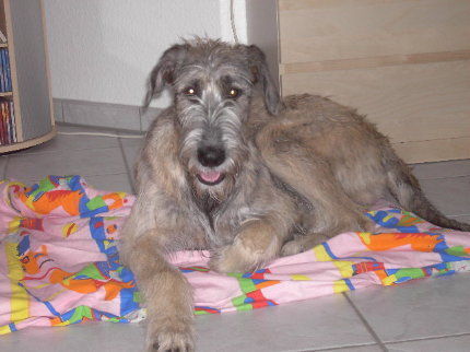 Irish Wolfhound