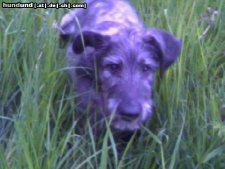 Irish Wolfhound Conner der Tiger