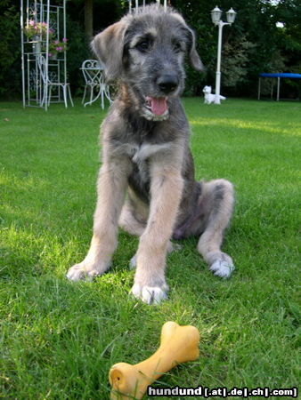 Irish Wolfhound Conner  10 Wochen alt