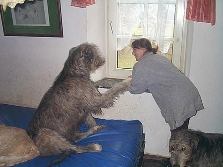 Irish Wolfhound Na, was gibt es denn da so interessantes? Enniscay von Youghal beim Fensterschauen