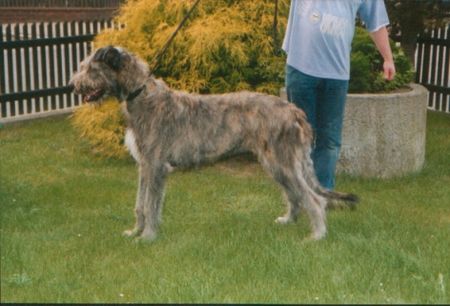 Irish Wolfhound Hallo, ich bin Filou und auf dem Bild 6 Monate alt