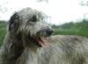 Irish Wolfhound Hund