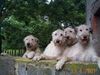 Irish Wolfhound Hund