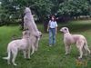 Irish Wolfhound Hund