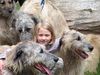 Irish Wolfhound Hund