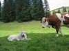 Irish Wolfhound Hund