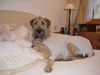 Irish Wolfhound Hund