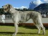 Irish Wolfhound Hund