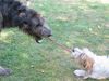 Irish Wolfhound Hund