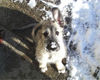 Irish Wolfhound Hund