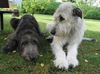 Irish Wolfhound Hund