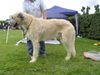 Irish Wolfhound Hund