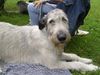 Irish Wolfhound Hund