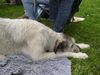 Irish Wolfhound Hund