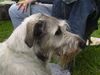 Irish Wolfhound Hund