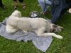 Irish Wolfhound Hund