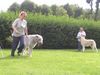 Irish Wolfhound Hund