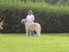 Irish Wolfhound Hund