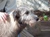 Irish Wolfhound Hund