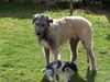 Irish Wolfhound Hund