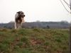 Irish Wolfhound Hund