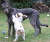 Irish Wolfhound Hund