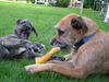 Irish Wolfhound Hund