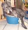 Irish Wolfhound Hund