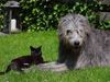 Irish Wolfhound Hund