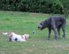 Irish Wolfhound Hund