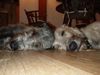 Irish Wolfhound Hund