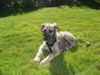 Irish Wolfhound Hund