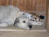 Irish Wolfhound Hund