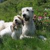 Irish Wolfhound Hund