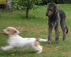 Irish Wolfhound Hund