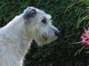 Irish Wolfhound Hund