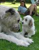 Irish Wolfhound Hund