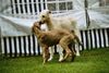 Irish Wolfhound Hund