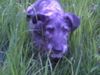 Irish Wolfhound Hund