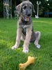 Irish Wolfhound Hund