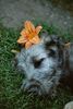 Irish Wolfhound Hund