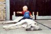 Irish Wolfhound Hund