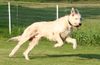 Irish Wolfhound Hund