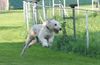 Irish Wolfhound Hund