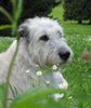 Irish Wolfhound Hund