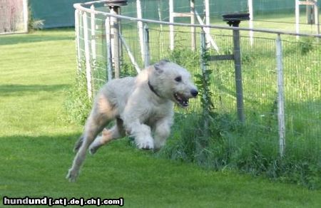 Irish Wolfhound Wo ist das Hasi ?